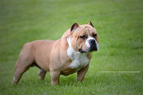 american bully magoo|american bully kennel.